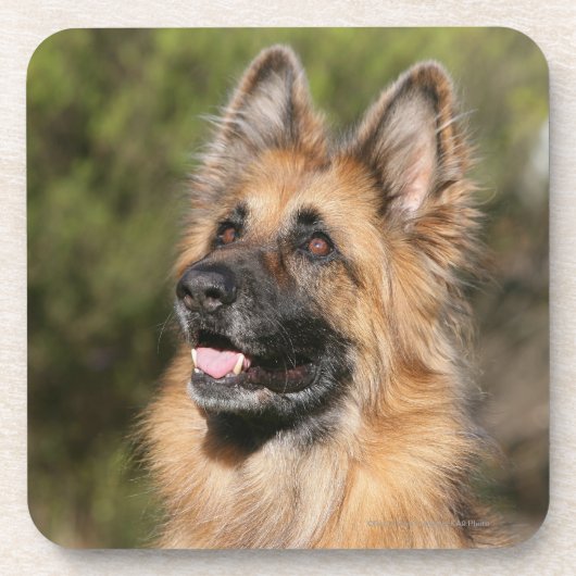 Long Hazard German Shepherd 1 Onderzetter (Voorkant)