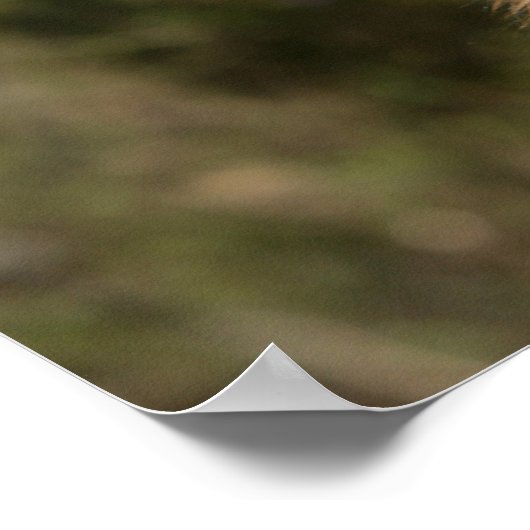 Long Hazard German Shepherd 1 Poster (Hoek)