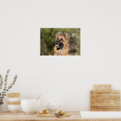 Long Hazard German Shepherd 1 Poster (Keuken)