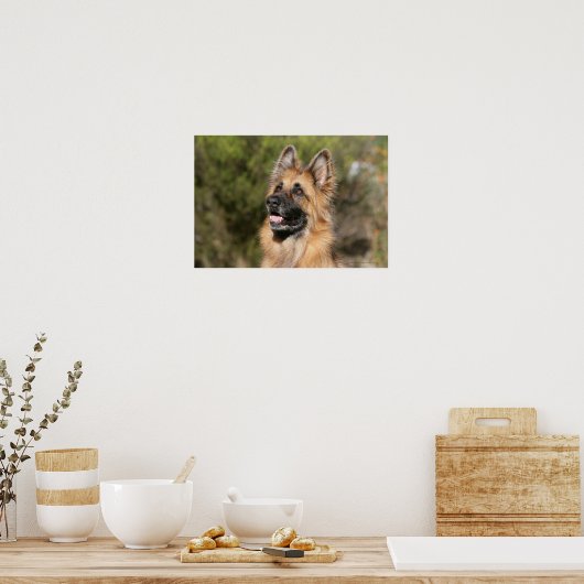 Long Hazard German Shepherd 1 Poster (Keuken)