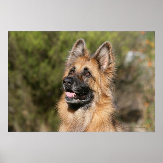 Long Hazard German Shepherd 1 Poster (Voorkant)