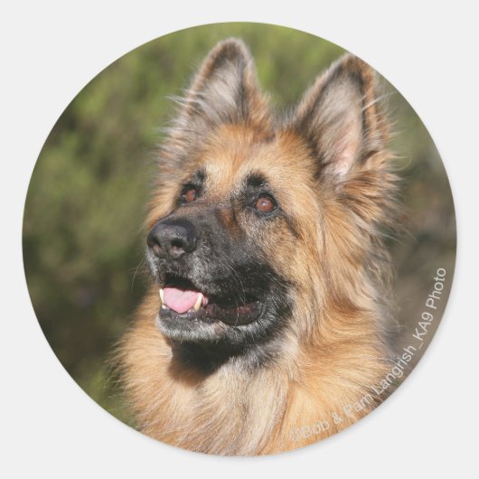 Long Hazard German Shepherd 1 Ronde Sticker (Voorkant)