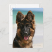 Long Hazard German Shepherd Beach Briefkaart (Voorkant / Achterkant)