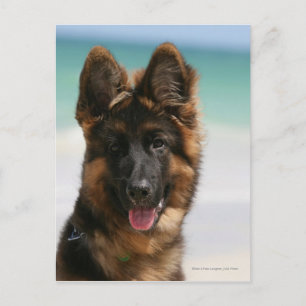 Long Hazard German Shepherd Beach Briefkaart