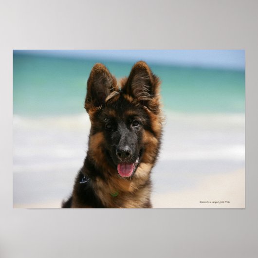 Long Hazard German Shepherd Beach Poster (Voorkant)