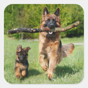 Long Hazard German Shepherd Dog and Puppy Vierkante Sticker