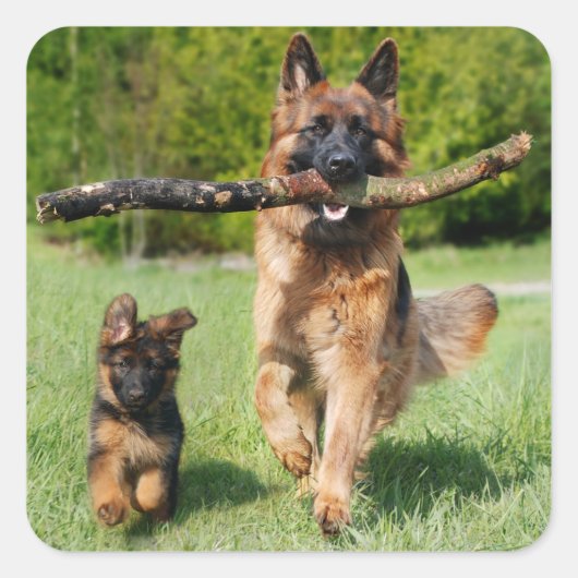 Long Hazard German Shepherd Dog and Puppy Vierkante Sticker (Voorkant)