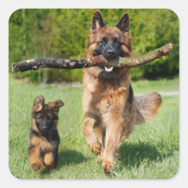 Long Hazard German Shepherd Dog and Puppy Vierkante Sticker
