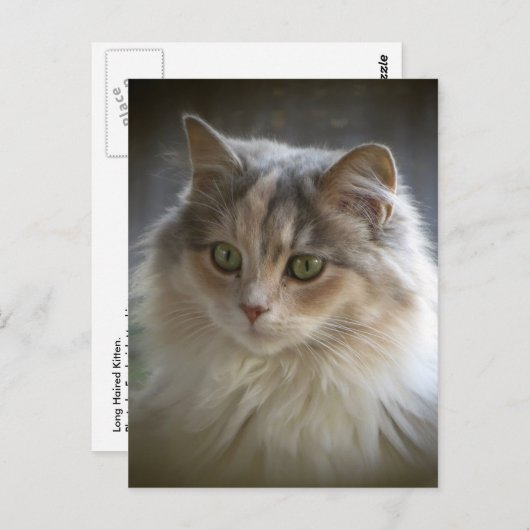 Long Hazard Kitten Briefkaart (Voorkant / Achterkant)