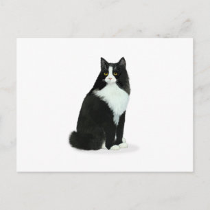 Long Hazard Tuxedo Cat Briefkaart