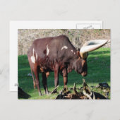 Long Horn Koe Briefkaart (Voorkant / Achterkant)