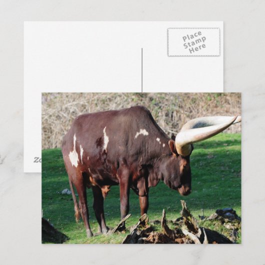 Long Horn Koe Briefkaart (Voorkant / Achterkant)