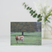 Long Horn Koe Briefkaart (Staand voorkant)