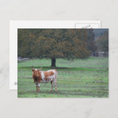 Long Horn Koe Briefkaart (Voorkant / Achterkant)