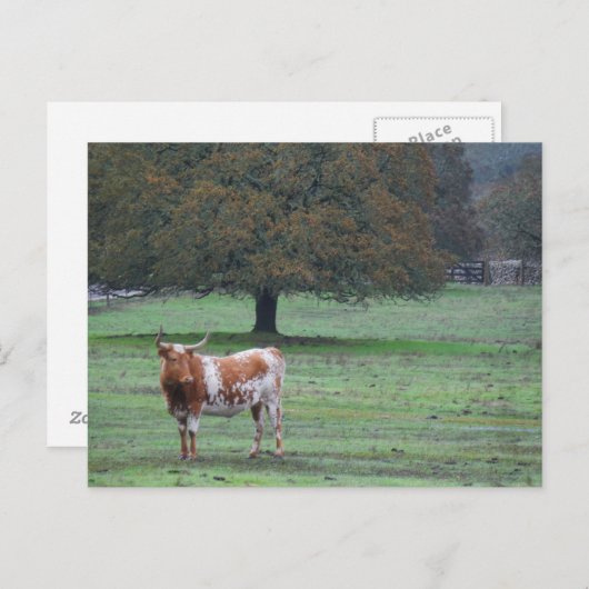 Long Horn Koe Briefkaart (Voorkant / Achterkant)