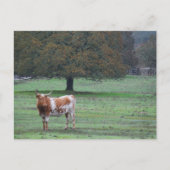 Long Horn Koe Briefkaart (Voorkant)