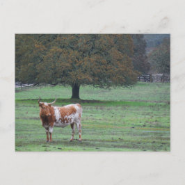 Long Horn Koe Briefkaart