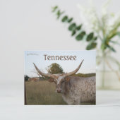 Long Horn Koe in Tennessee Briefkaart (Staand voorkant)