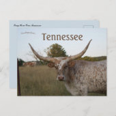 Long Horn Koe in Tennessee Briefkaart (Voorkant / Achterkant)