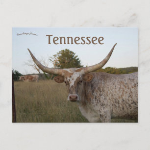 Long Horn Koe in Tennessee Briefkaart
