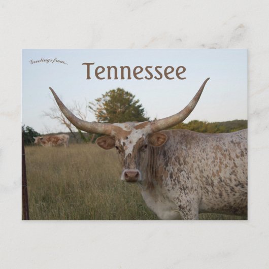 Long Horn Koe in Tennessee Briefkaart (Voorkant)