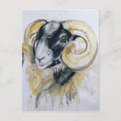 Long Horn Sheep Briefkaart (Voorkant)