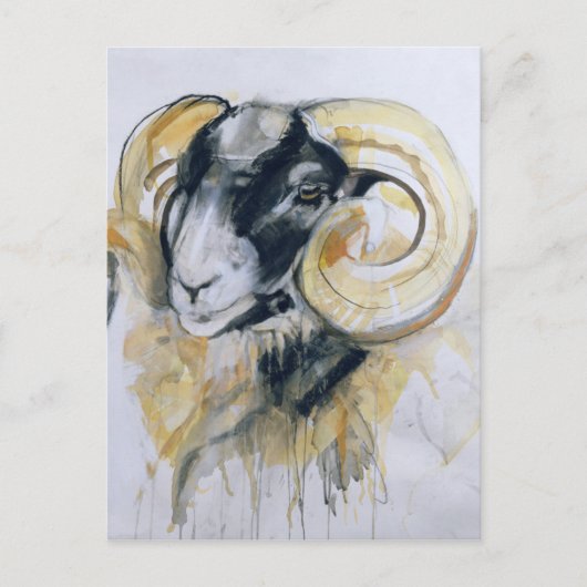 Long Horn Sheep Briefkaart (Voorkant)