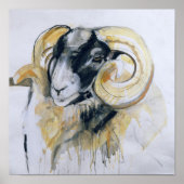 Long Horn Sheep Poster (Voorkant)