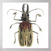 Long-Horned Beetle, Prionus Cervicornis Poster (Voorkant)