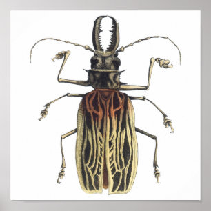 Long-Horned Beetle, Prionus Cervicornis Poster
