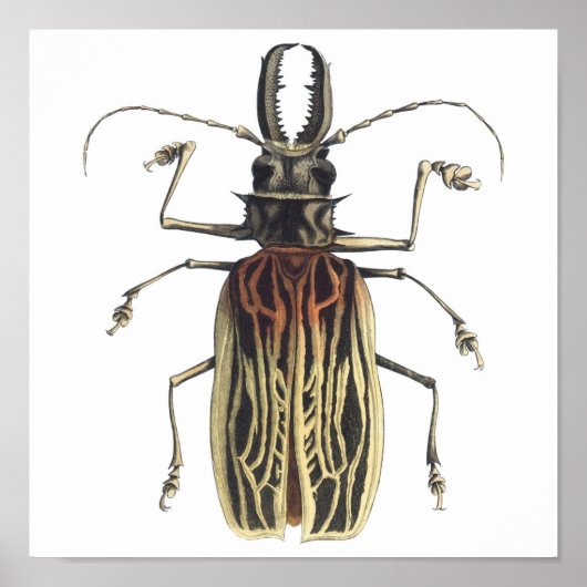 Long-Horned Beetle, Prionus Cervicornis Poster (Voorkant)