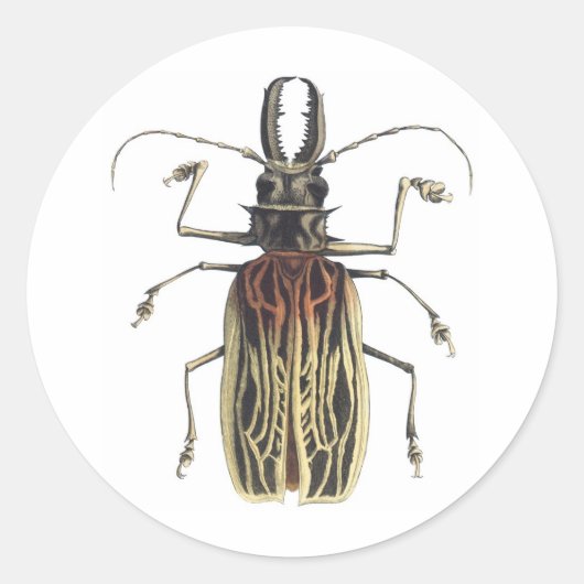 Long-Horned Beetle, Prionus Cervicornis Ronde Sticker (Voorkant)