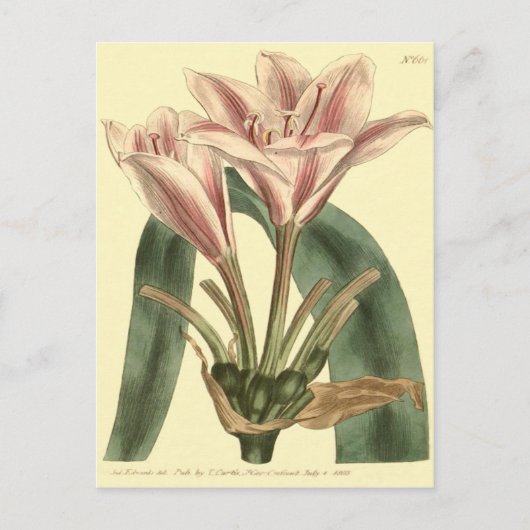 Long Leaved Amaryllis Illustration Briefkaart (Voorkant)