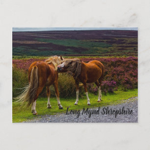 Long Mynd Wild Ponies Briefkaart