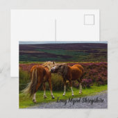 Long Mynd Wild Ponies Briefkaart (Voorkant / Achterkant)