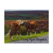 Long Mynd Wild Ponies Briefkaart
