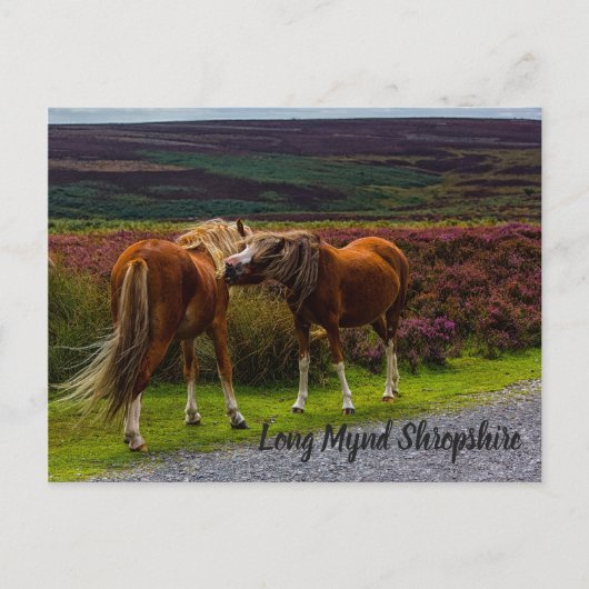 Long Mynd Wild Ponies Briefkaart (Voorkant)