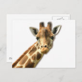 Long Necked Giraffe Briefkaart (Voorkant / Achterkant)