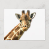 Long Necked Giraffe Briefkaart (Voorkant)