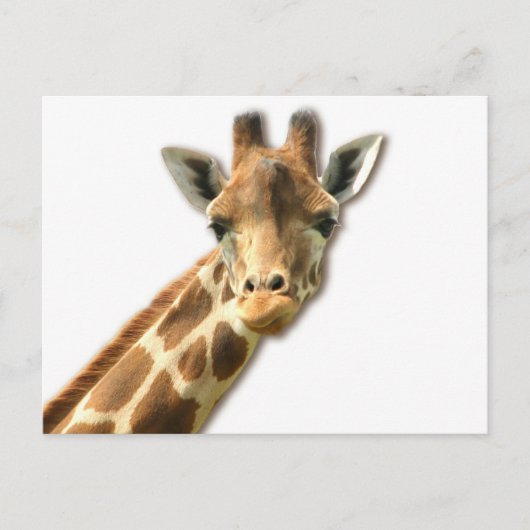Long Necked Giraffe Briefkaart (Voorkant)