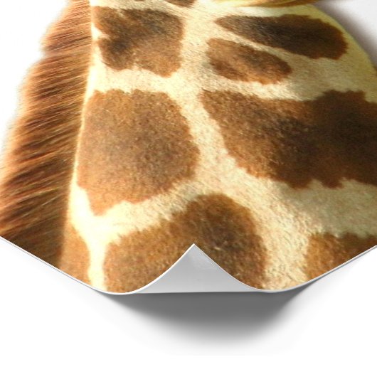 Long Necked Giraffe Poster (Hoek)