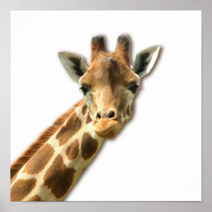 Long Necked Giraffe Poster