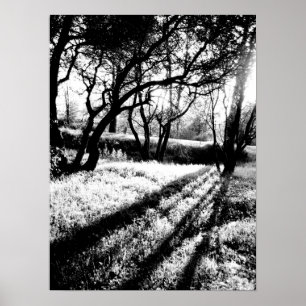 Long Shadows Black en White Poster