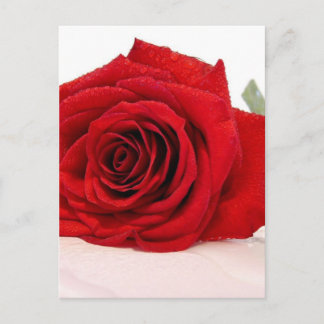 Long Stem Red Rose Briefkaart