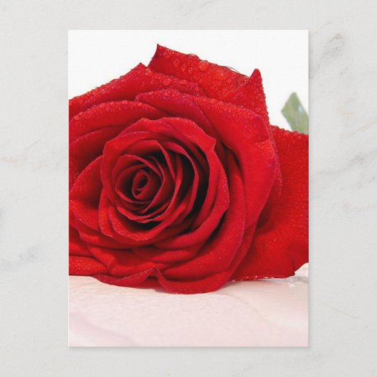 Long Stem Red Rose Briefkaart (Voorkant)