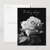 Long-stemmed witte roos B&W foto Briefkaart (Voorkant / Achterkant)