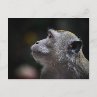 Long-Tailed Macaque Close-Up Briefkaart
