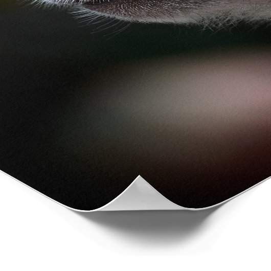 Long-Tailed Macaque Close-Up Poster (Hoek)