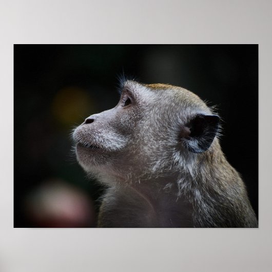 Long-Tailed Macaque Close-Up Poster (Voorkant)