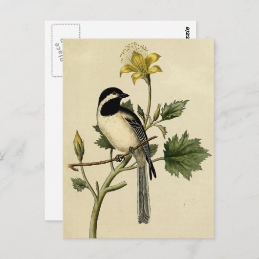 Long Tailing Chickadee Briefkaart (Voorkant / Achterkant)
